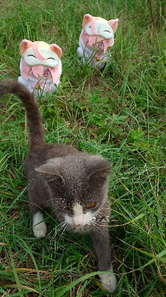 Vennie chasing a kitty